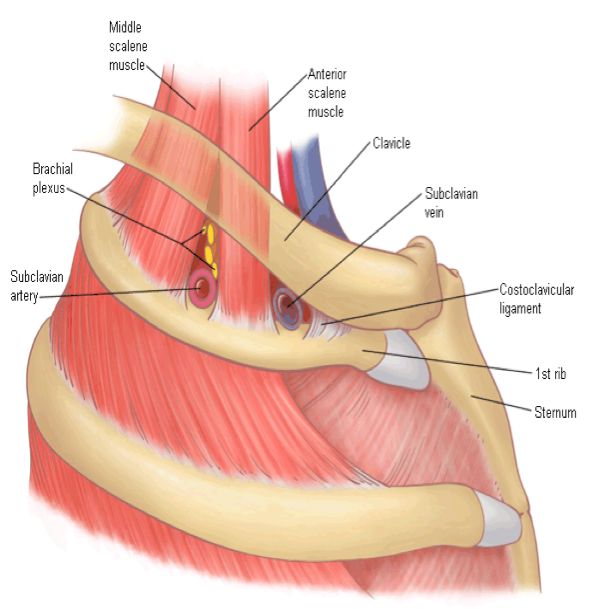 Thoracic Outlet Syndrome, Vein and Vascular Specialists